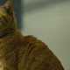 Todo lo que sabemos sobre el importante artefacto del MCU que une <i>Captain Marvel </i>con otras películas